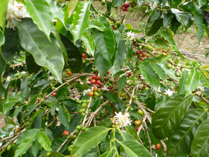 KILIMANJARO TANZANIA